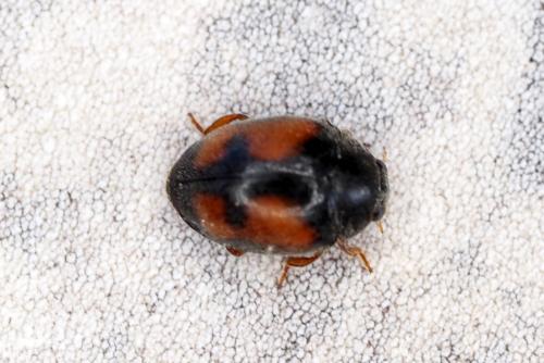 Réf. 311 540 : Scymnus sp.