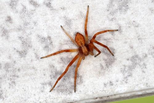 Réf. 311 459 : Philodromus sp.