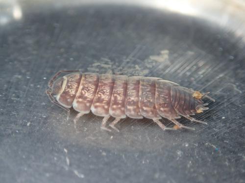 Porcellio gallicus