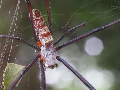 Réf. 311 508 : Trichonephila fenestrata
