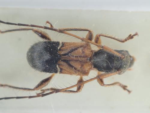Scopadus ciliatus