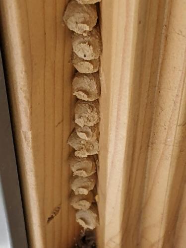 Eumenes sp.
