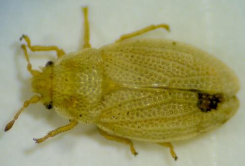 Parapiesma pupula