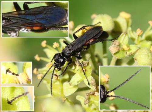 Réf. 311 432 : Pompilinae inconnu