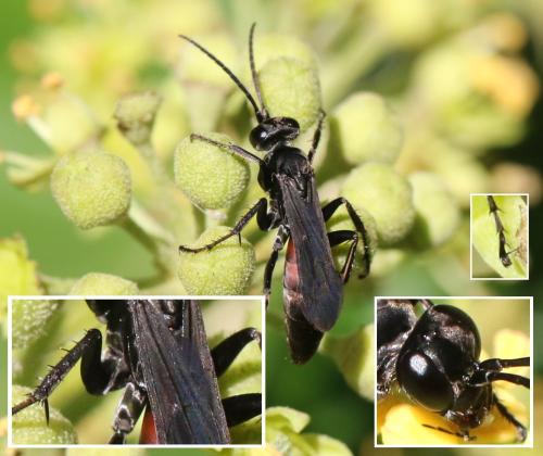 Réf. 311 433 : Pompilinae inconnu
