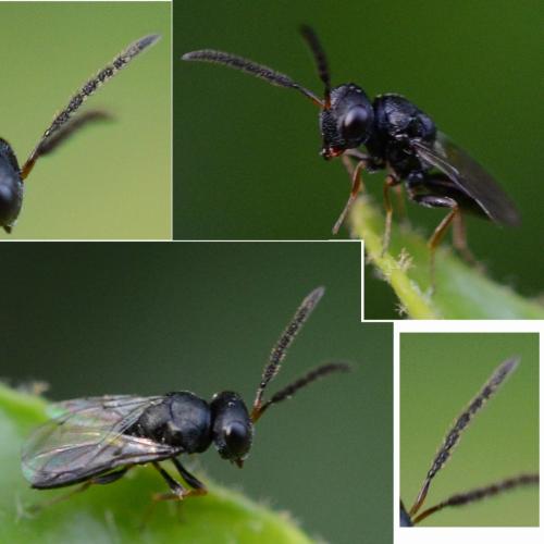 Psilocera sp.
