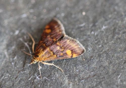 Pyrausta aurata