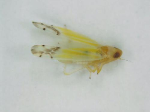 Ribautiana sp.