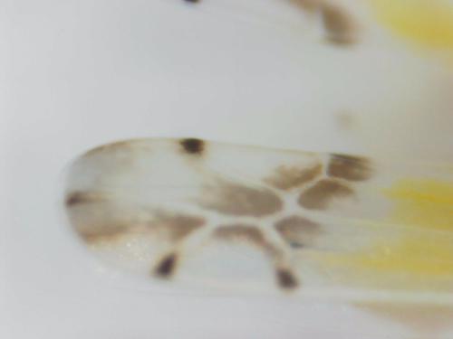 Ribautiana sp.