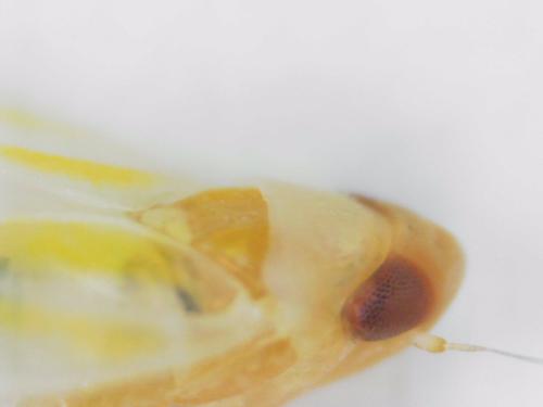 Ribautiana sp.