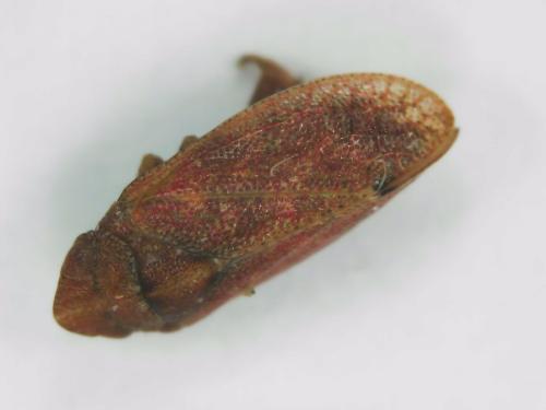 Réf. 311 239 : Tettigometra impressopunctata