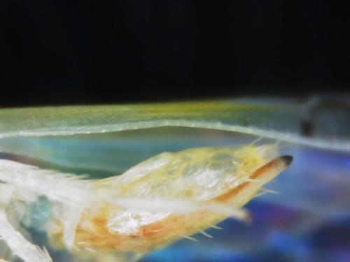 Ribautiana sp.