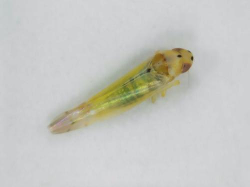 Ribautiana debilis