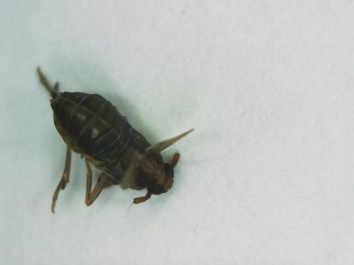 Javesella sp.