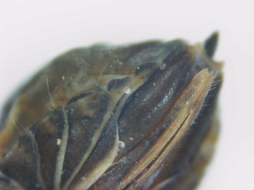 Javesella sp.