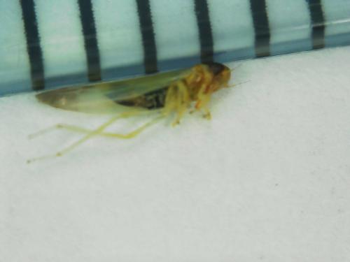 Ribautiana debilis