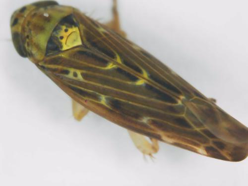 Réf. 311 524 : Lamprotettix nitidulus