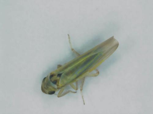 Réf. 311 758 : Zyginidia sp.