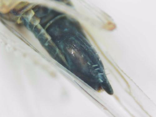Zyginidia sp.