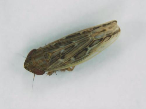 Psammotettix sp.