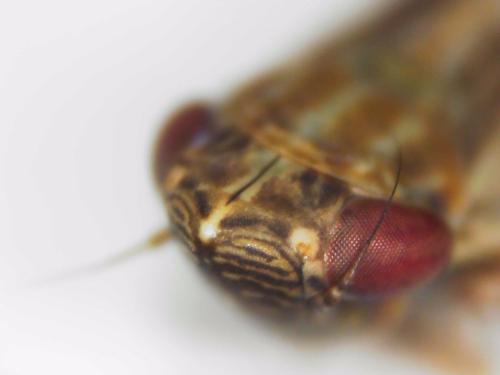 Psammotettix sp.