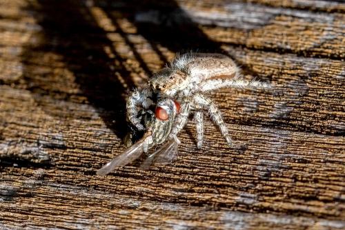 Réf. 311 599 : Menemerus taeniatus