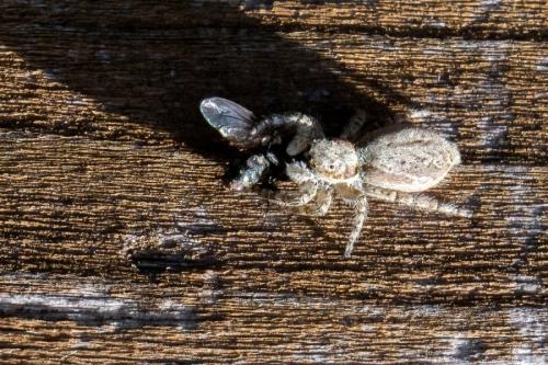 Menemerus taeniatus