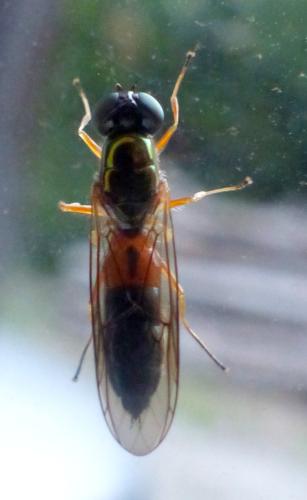 Sargus bipunctatus