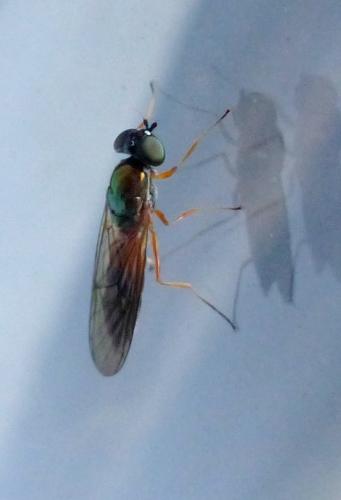 Sargus bipunctatus