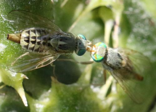 Réf. 311 859 : Terellia serratulae