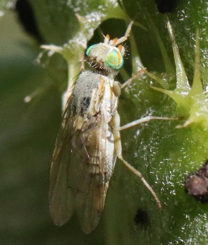 Réf. 311 860 : Terellia serratulae