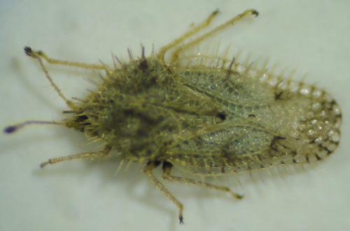 Urentius chobauti