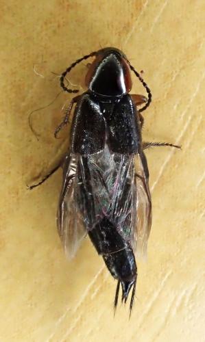 Réf. 311 627 : Philonthus marginatus