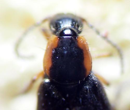 Réf. 311 628 : Philonthus marginatus