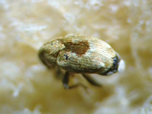 Réf. 311 570 : Sibinia sp.