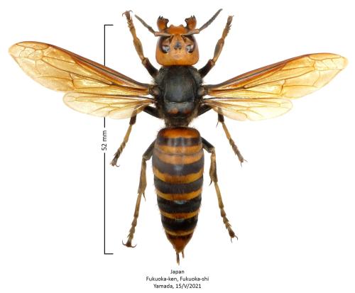 Vespa mandarinia