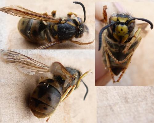 Réf. 311 941 : Vespula germanica
