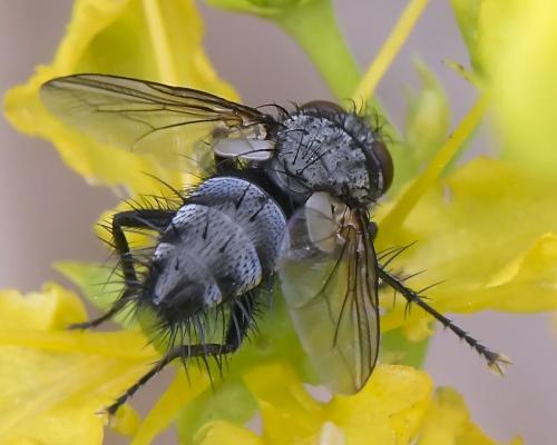 Réf. 311 094 : Voria ruralis