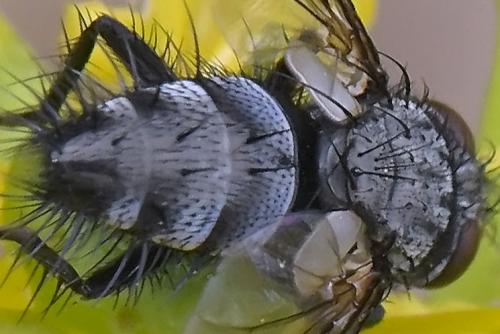 Réf. 311 095 : Voria ruralis