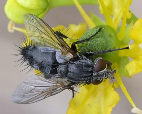 Réf. 311 093 : Voria ruralis