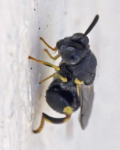 Réf. 311 677 : Brachymeria sp.