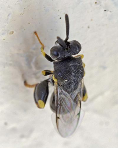 Brachymeria sp.