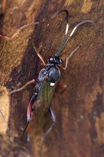 Réf. 311 905 : Hoplismenus (bidentatus-bispinatorius)