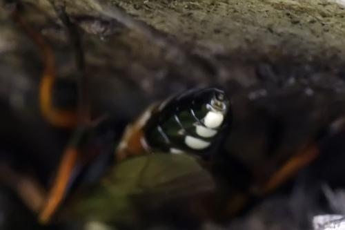 Diphyus raptorius