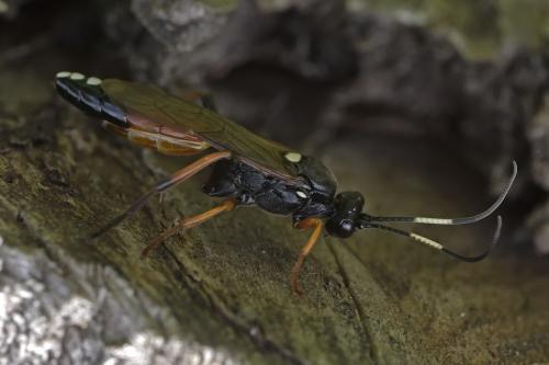 Réf. 311 740 : Diphyus raptorius