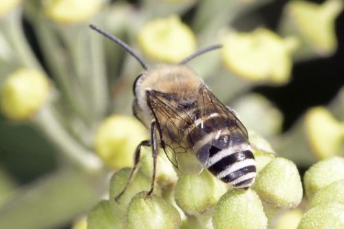 Réf. 311 788 : Colletes sp.