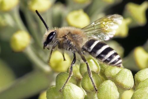 Colletes sp.