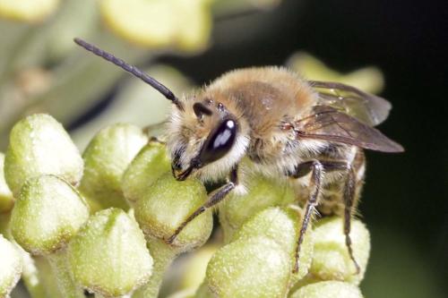 Colletes sp.