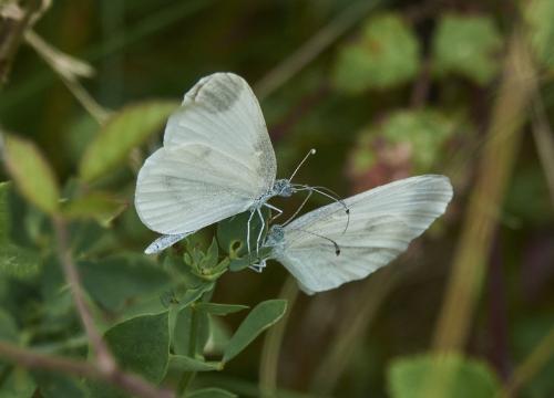 Réf. 311 796 : Leptidea sp.