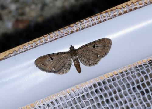 Eupithecia assimilata